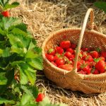 Ein mit Erdbeeren gefüllter Korb in einem Erdbeerfeld