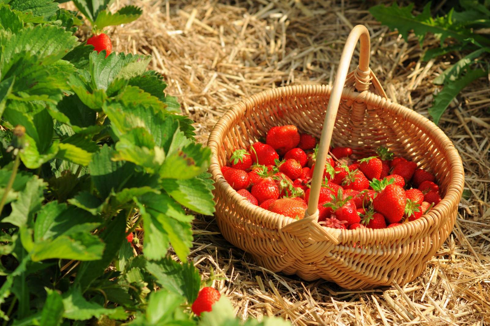 Ein mit Erdbeeren gefüllter Korb in einem Erdbeerfeld