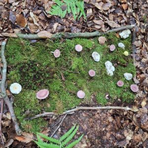 Ein aus natürlichen Materialien gelegtes Bild im Wald