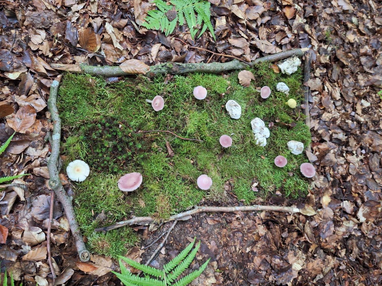 Ein aus natürlichen Materialien gelegtes Bild im Wald