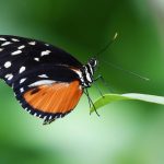 Ein Schmetterling landet auf einem Blatt