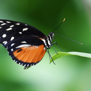 Ein Schmetterling landet auf einem Blatt