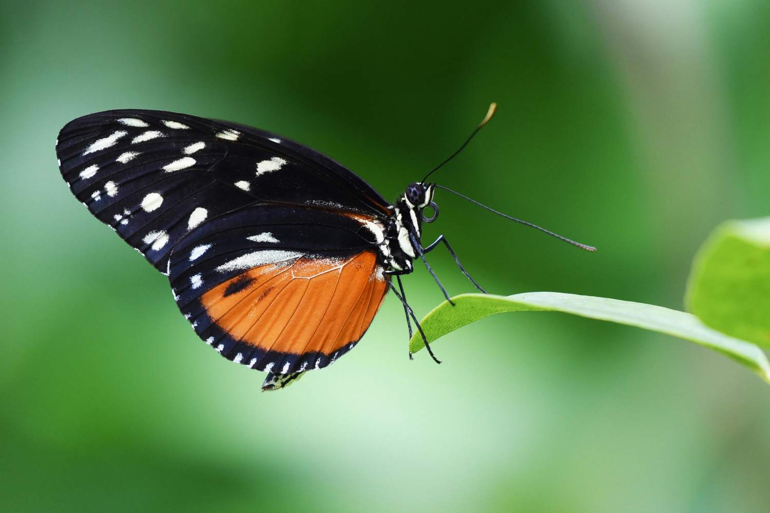 Ein Schmetterling landet auf einem Blatt